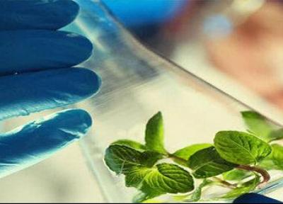 راهنمایی خاتمه نامه های تحصیلات تکمیلی از اهداف مجتمع تحقیقات گیاهان دارویی است