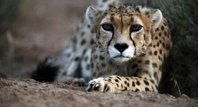 بازگشت دوباره ایرانبه توران، دلبرو کوشکی به همنشینی ایرانمی فرایند