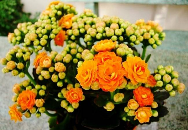روش نگهداری گیاه کالانکوئه ، کاکتوس گلدار زیبا