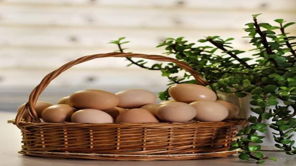 تخم مرغ بمب انرژی برای صبحانه تخم مرغ بمب انرژی برای صبحانه