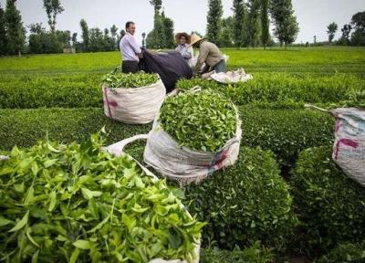 جهانساز: 98 درصد مطالبات چایکاران پرداخت شد، فراوری 137 هزار تن برگ سبز چای