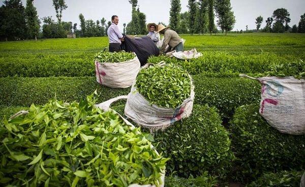 جهانساز: 98 درصد مطالبات چایکاران پرداخت شد، فراوری 137 هزار تن برگ سبز چای