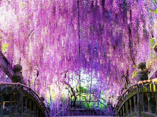 تونل رویایی در باغ کاواچی فوجی ژاپن