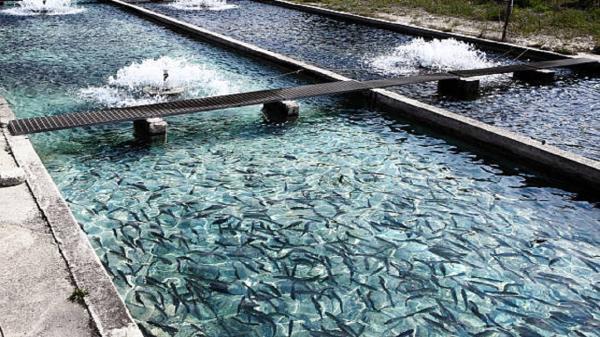 فراوری سالانه 23 هزار تن ماهی در چهارمحال و بختیاری
