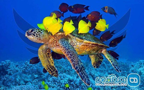 سرگرمی با لاکپشت های دریایی در مالدیو و تجربه ای متفاوت