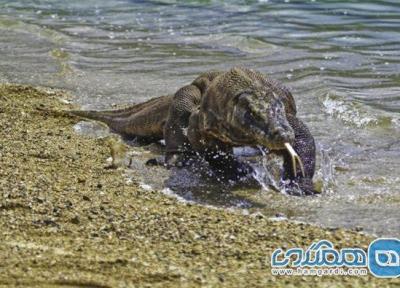 پارک ملی اژدهای کمودو ، بزرگترین مارمولک دنیا در اندونزی