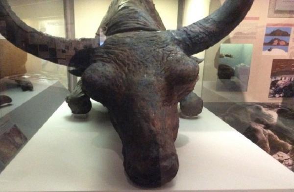 عجیب ترین جمجمه با قدمتی 40 هزار ساله